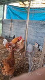 Galline