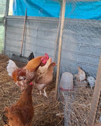Galline