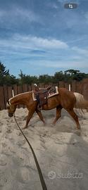 Quarter horse