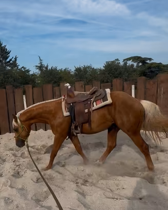 Quarter horse