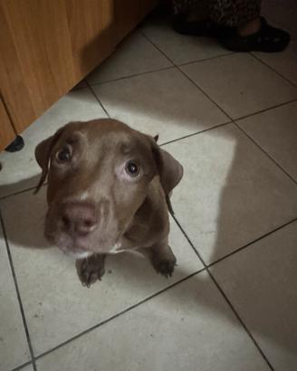 Pitbull rednose