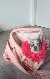 Bulldog Francese