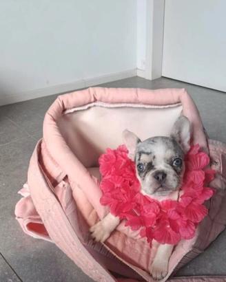 Bulldog Francese