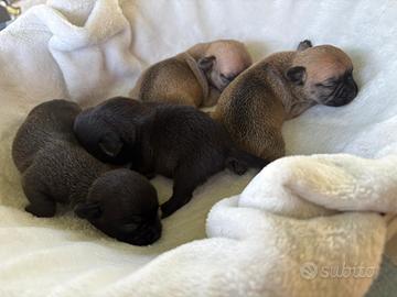 Cuccioli chihuahua