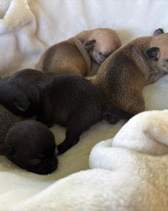 Cuccioli chihuahua