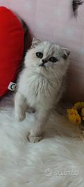 Cuccioli di scottish