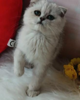 Cuccioli di scottish