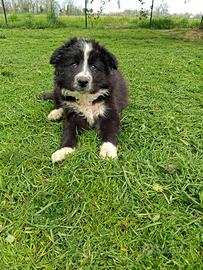 Border collie