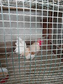 Galli & Galline