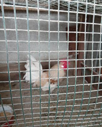 Galli & Galline
