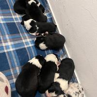 Border collie con pedigree