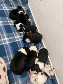 Border collie con pedigree