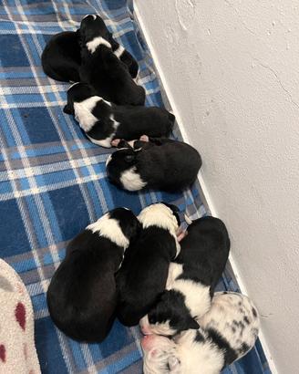 Border collie con pedigree
