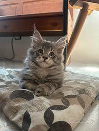 Maine coon