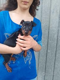 Pinscher nani maschietti pedigree ENCI 