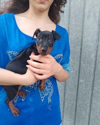 Pinscher nani maschietti pedigree ENCI 