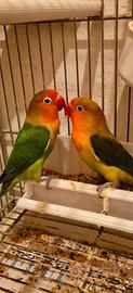 Coppia inseparabile fischer