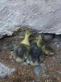 3 ochette tolosa