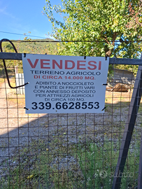 Terreno 14.000 mq noccioleto