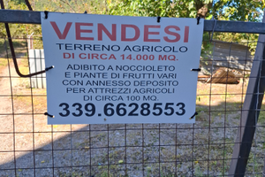 Terreno 14.000 mq noccioleto