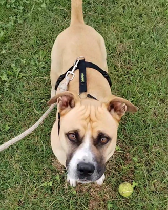 Amstaff