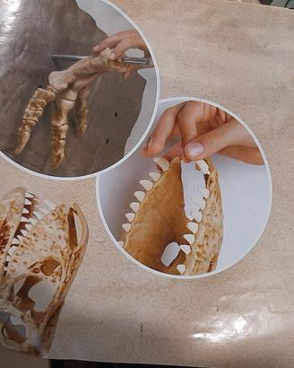 t rex x bambini