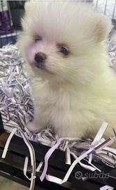 Cucciolo di spitz di pomerania mini toy