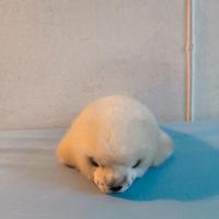 Peluche foca RUSS originale vintage – anni ‘90