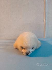 Peluche foca RUSS originale vintage – anni ‘90