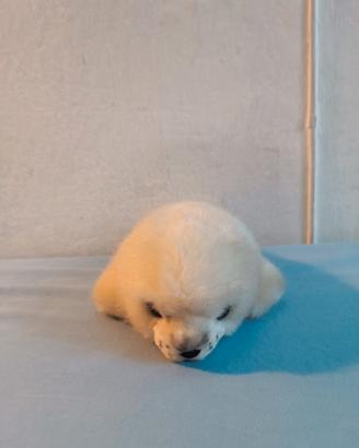 Peluche foca RUSS originale vintage – anni ‘90