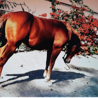 Cavallo da reining 2024