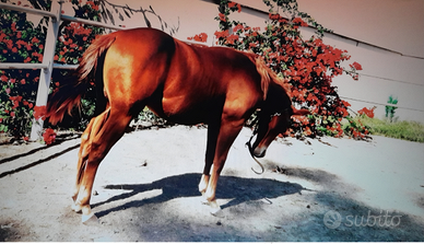 Cavallo da reining 2024