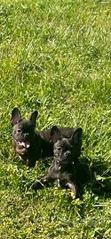 Bulldog francese ( con codino e senza codino)