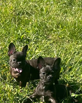 Bulldog francese ( con codino e senza codino)