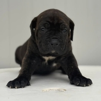 Cuccioli cane corso
