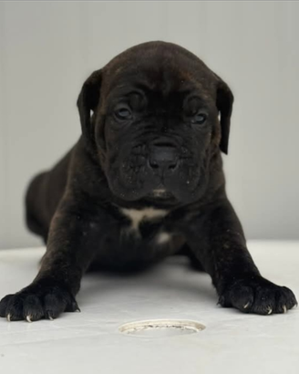 Cuccioli cane corso