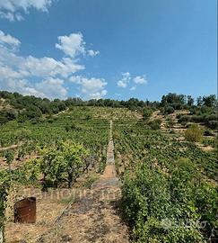 Vigneto in zona DOC a Zafferana Etnea