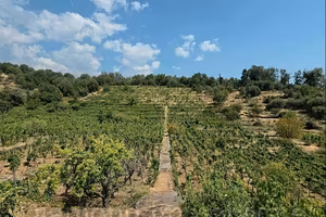 Vigneto in zona DOC a Zafferana Etnea