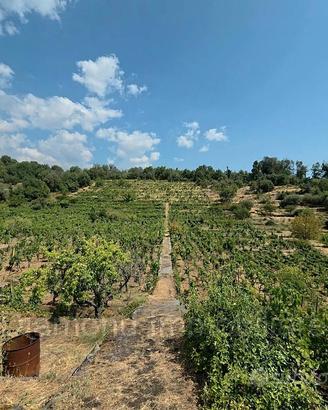Vigneto in zona DOC a Zafferana Etnea