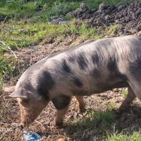 Maiala pietrain originale