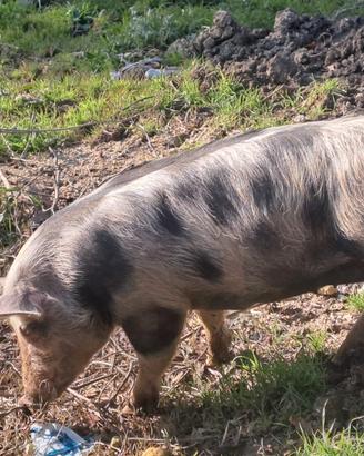 Maiala pietrain originale