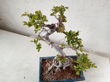 Bonsai 