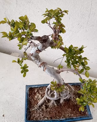 Bonsai 