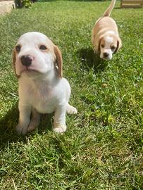 Cuccioli di beagle