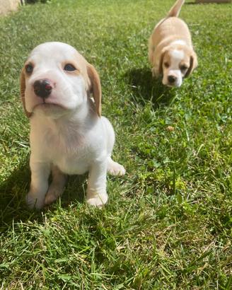 Cuccioli di beagle