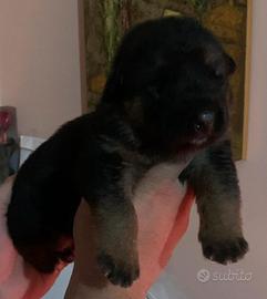 Cuccioli pastore tedesco d 'allevamento