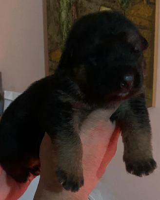 Cuccioli pastore tedesco d 'allevamento