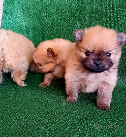 Volpini di pomerania toy