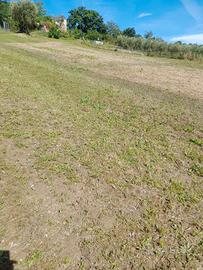 Terreno con rudere