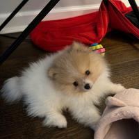 Spitz pomerania femmina